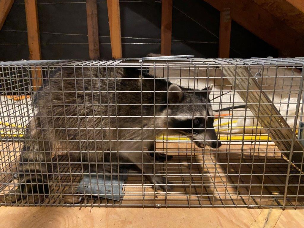 Saint Louis raccoon trapping